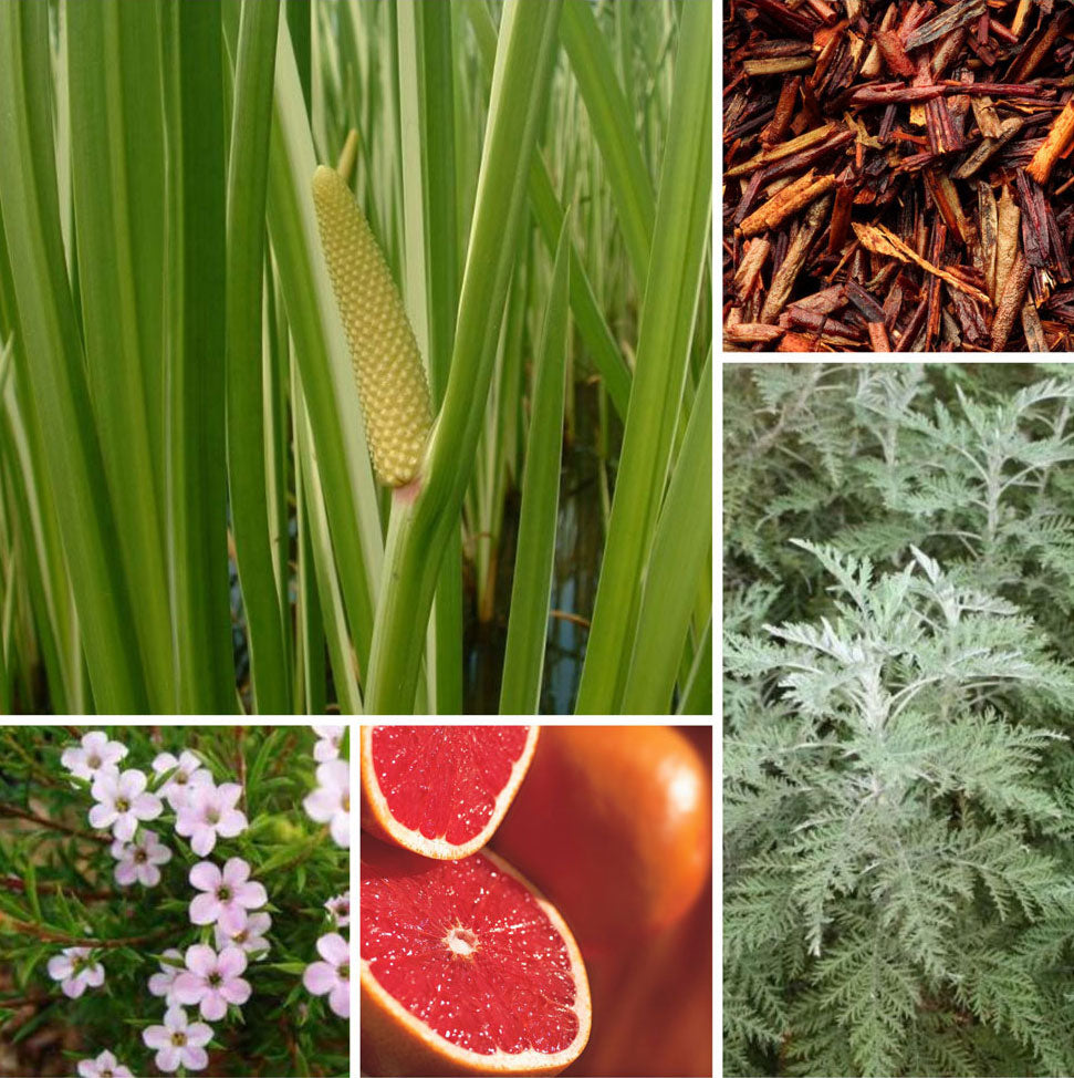 Caperitif Botanical Ingredients